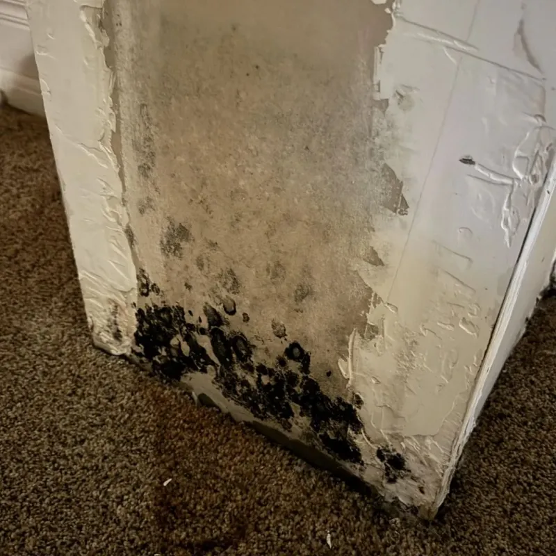 Professional Mold Removal in San Carlos, CA